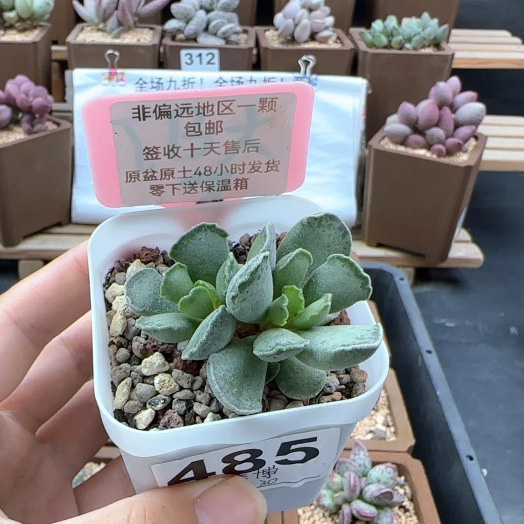 485毛库博多肉植物