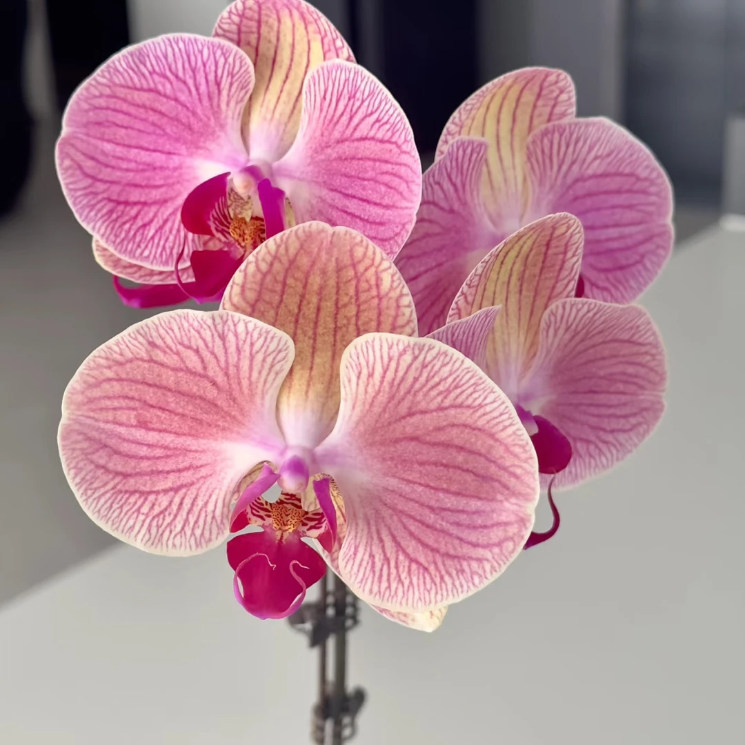 蝴蝶兰——和旋(任意两颗包邮只拍一颗发苗)