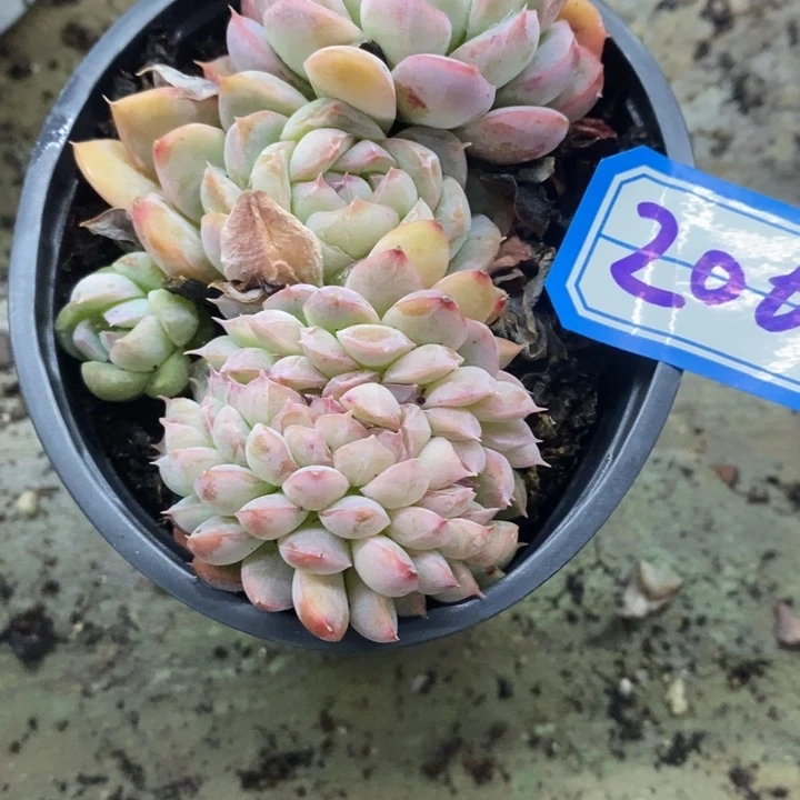 苏*一物一拍杂多肉206