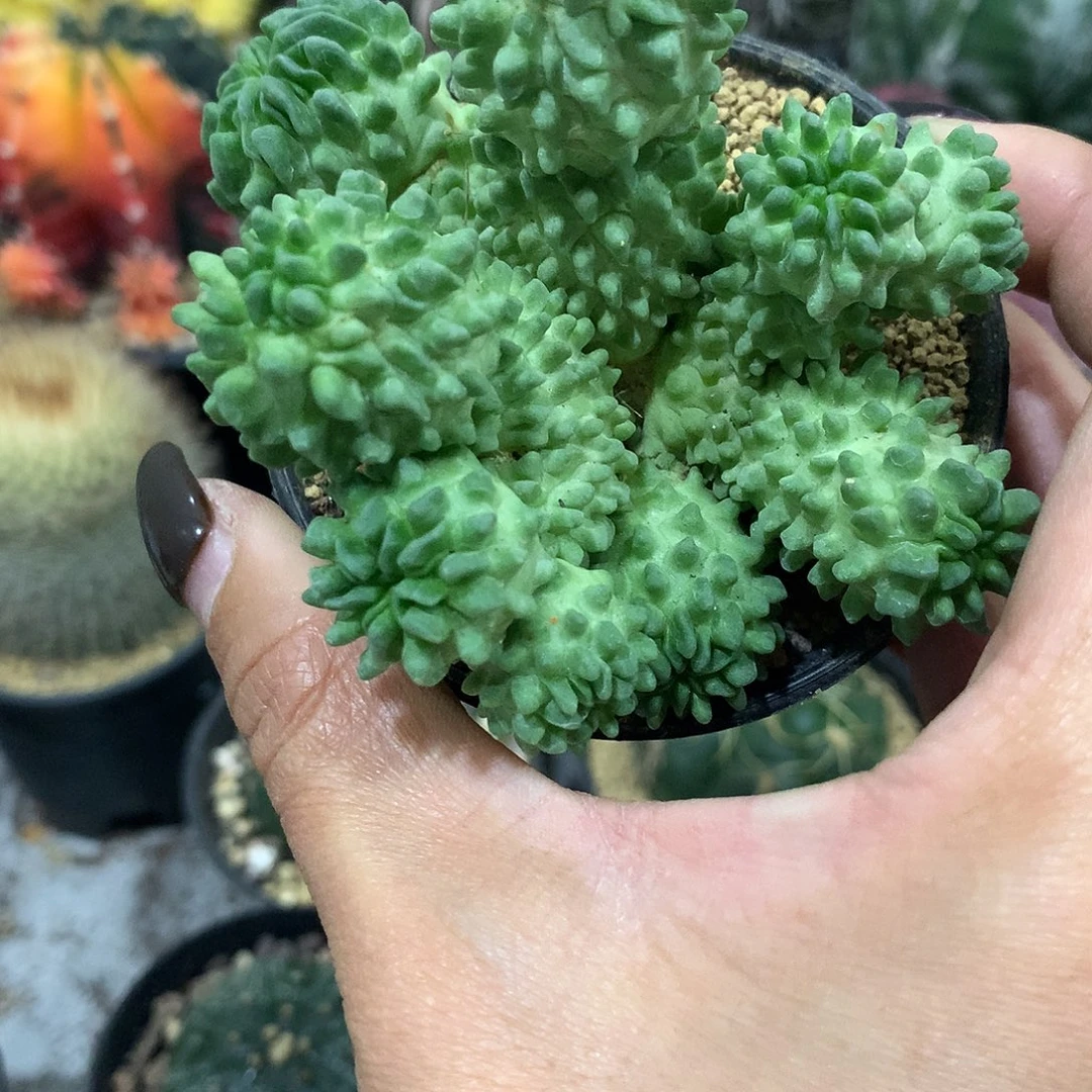 福利蝌蚪仙人球多头