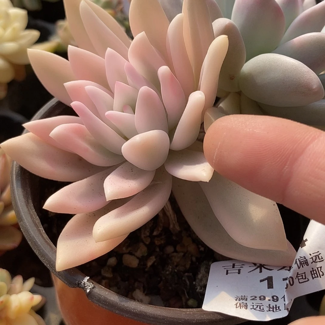 1164奥普大锦边炸多肉植物哇啦塞