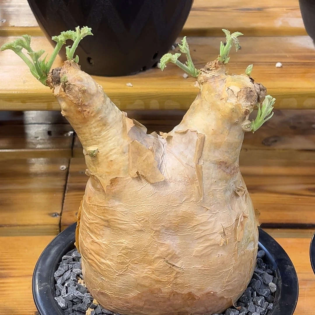 潮流植物 安哥拉葡萄翁