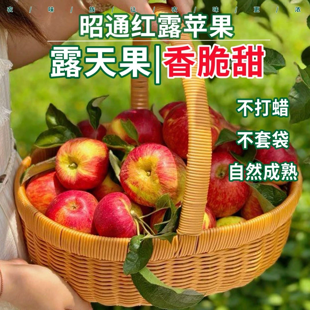 正宗云南昭通冰糖心红露苹果2025现摘现发纯甜苹果2斤|5斤