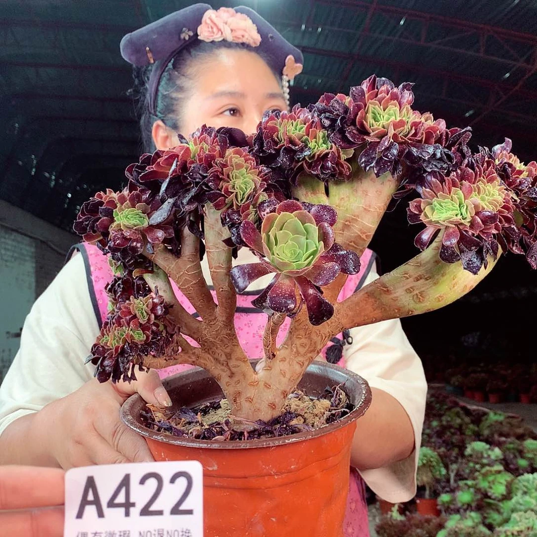 无花朵柒哥多肉法师不包侧断枝422