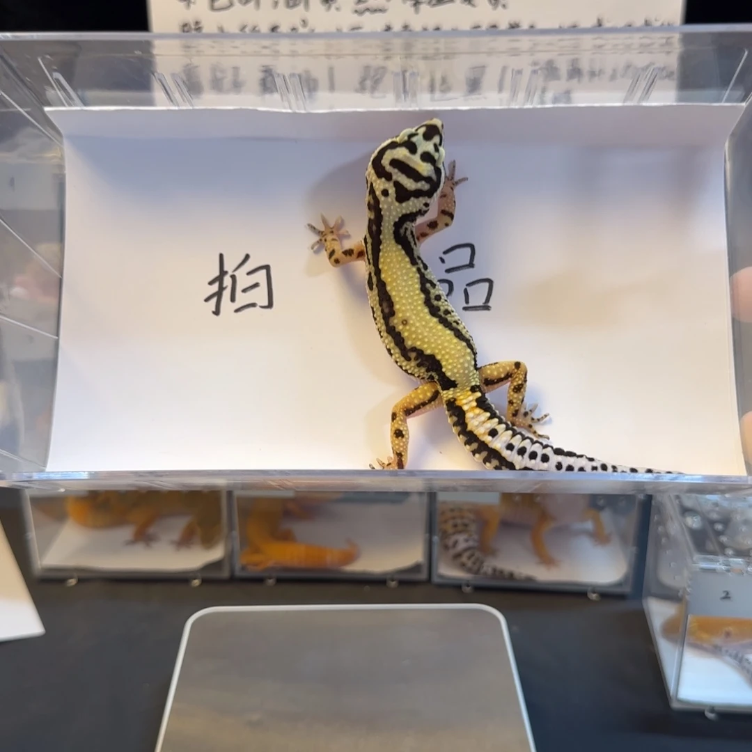 豹纹守宫5555555555