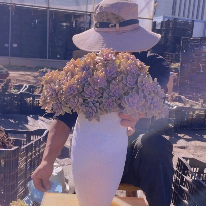 190淡雪缀化一物一拍