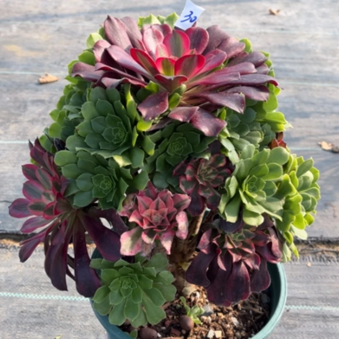 【闪购商品】30嫁接法师