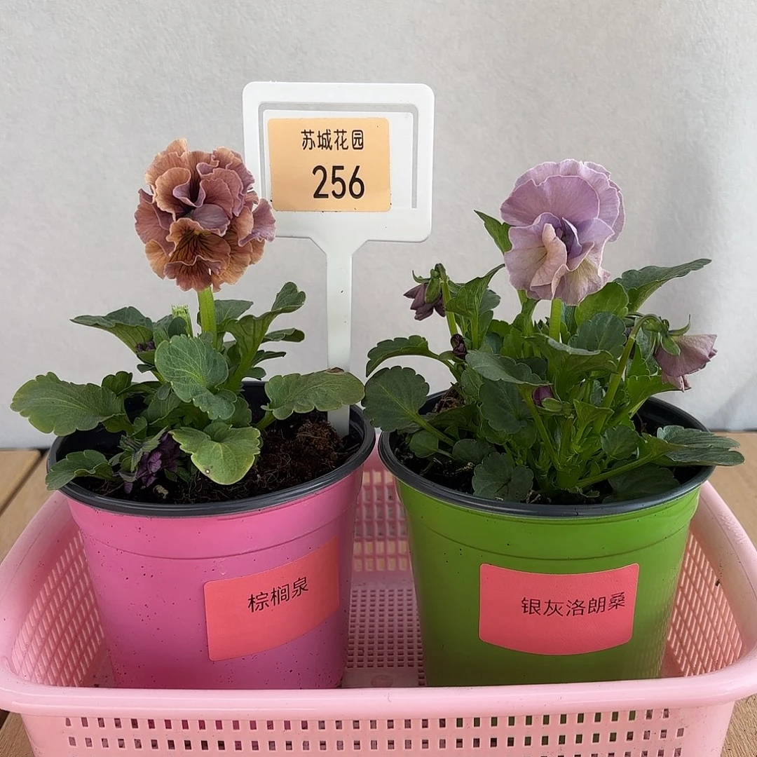 大部分开放少量花苞256