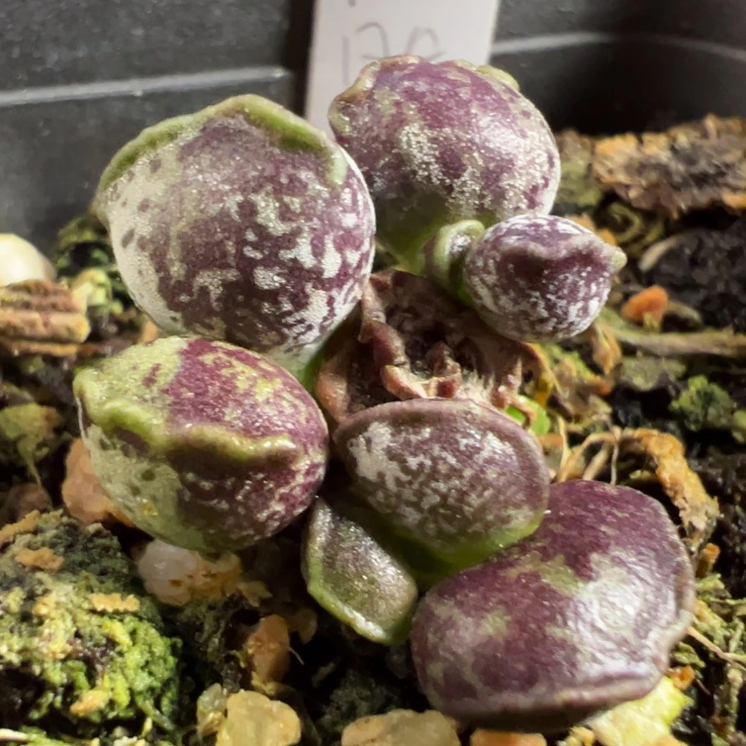 带桩阴阳脸海豹多肉植物水泡