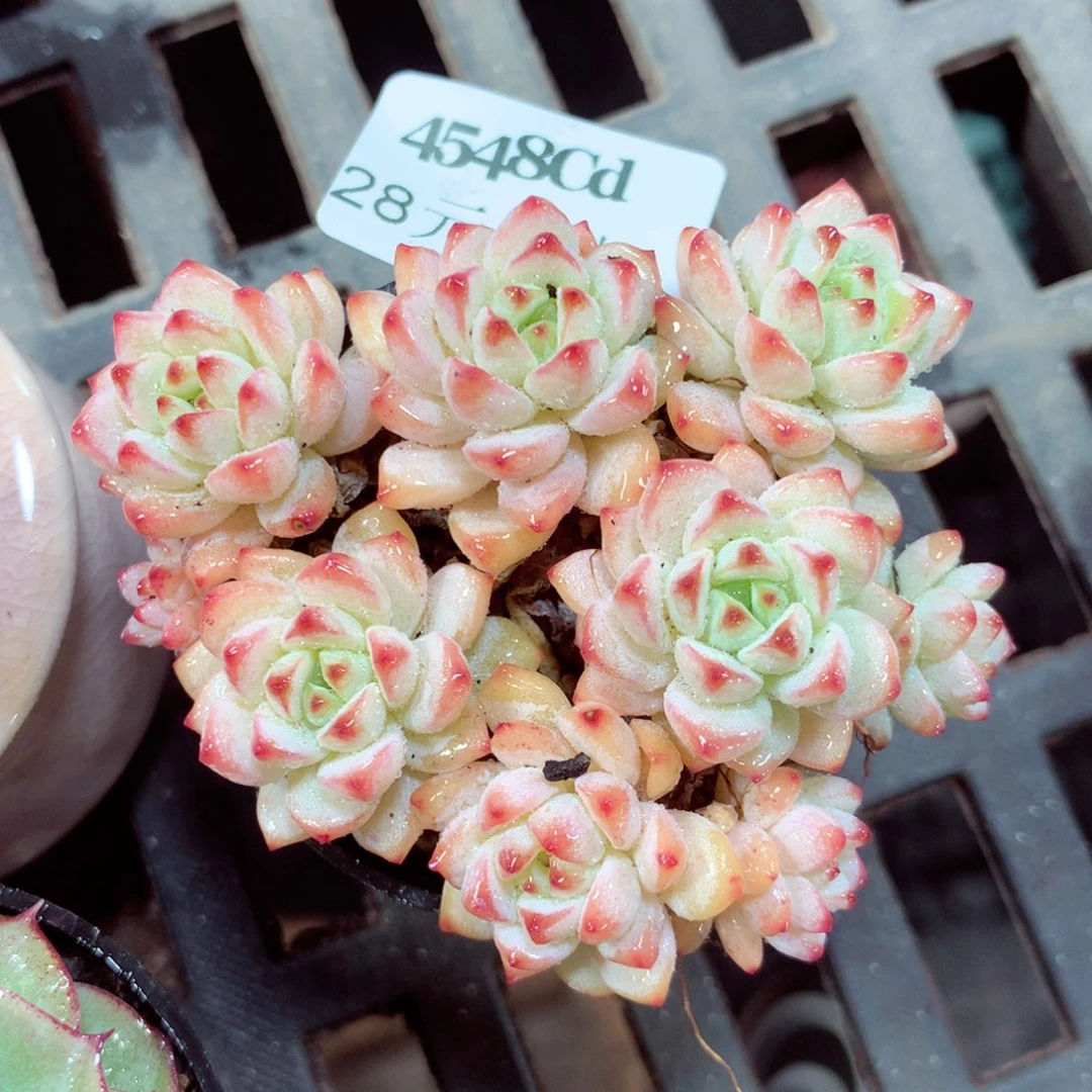 5厘米盆精控多肉4548