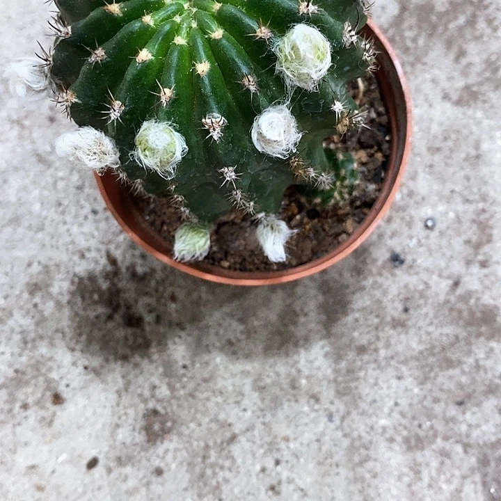 妖碟丽花，5公分左右