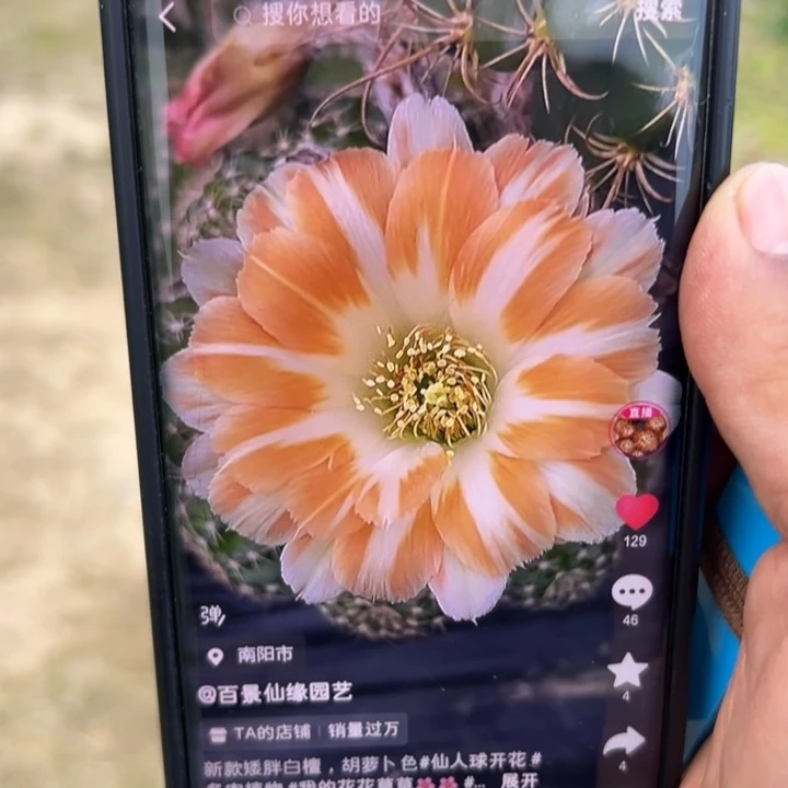 白檀仙人球白檀672侧芽