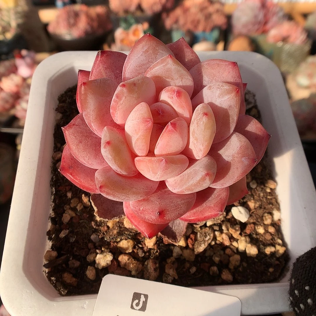 400雪天使多肉植物66666