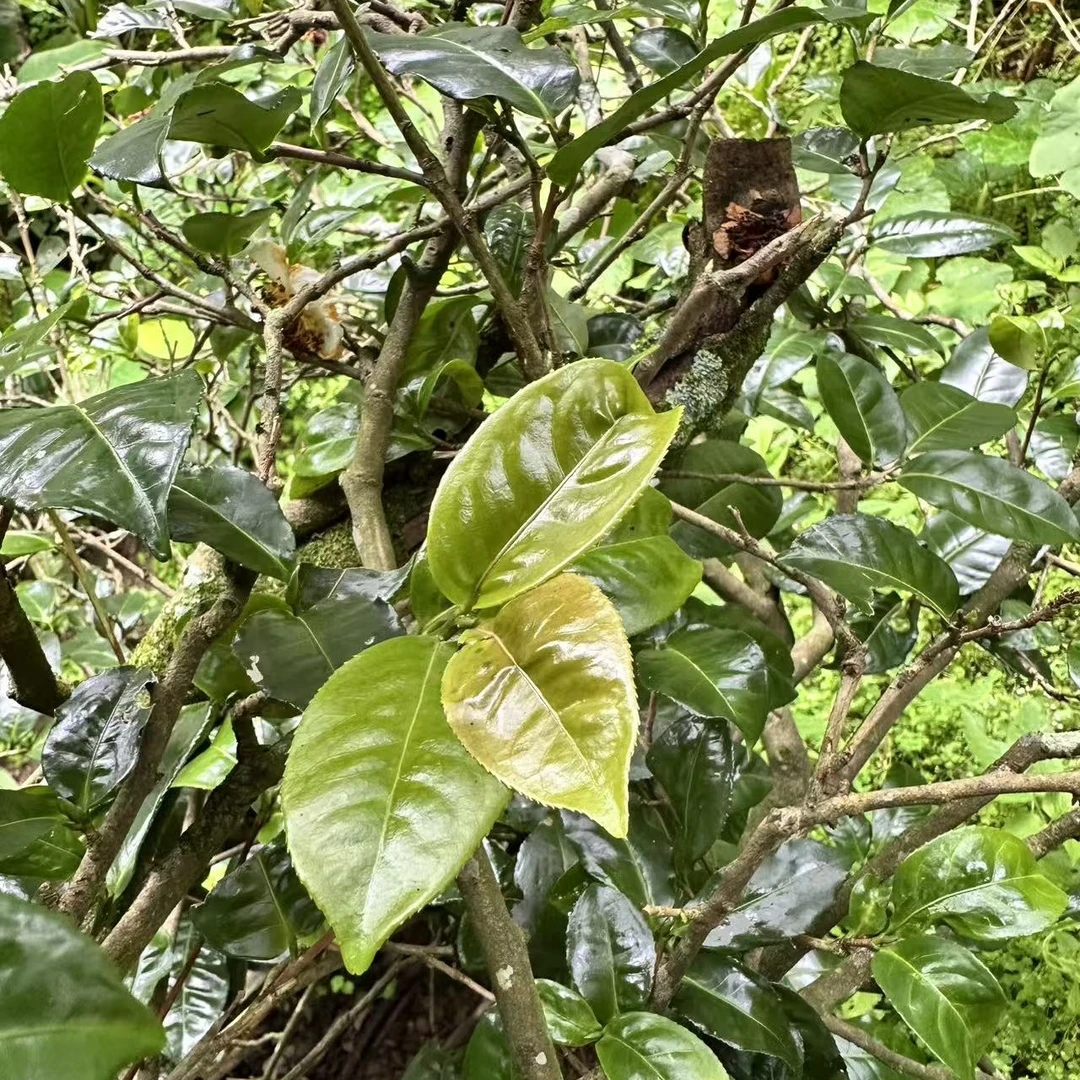 懂韵茶香2025年霍庆晒红单株