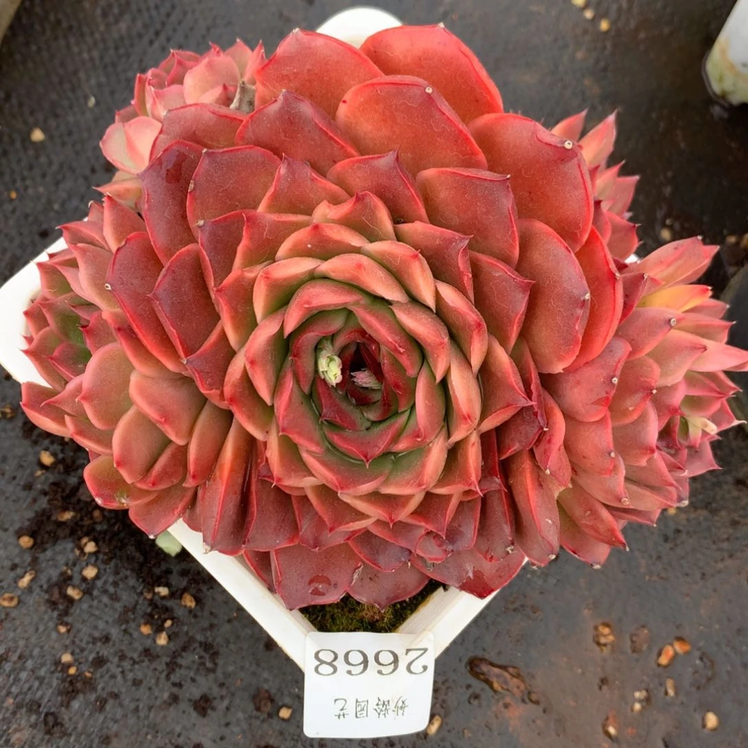 2668杂交精品基地16厘米