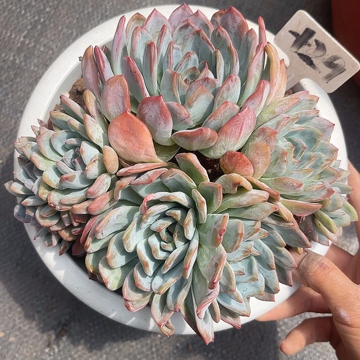 晓***丶在一起真的没有29