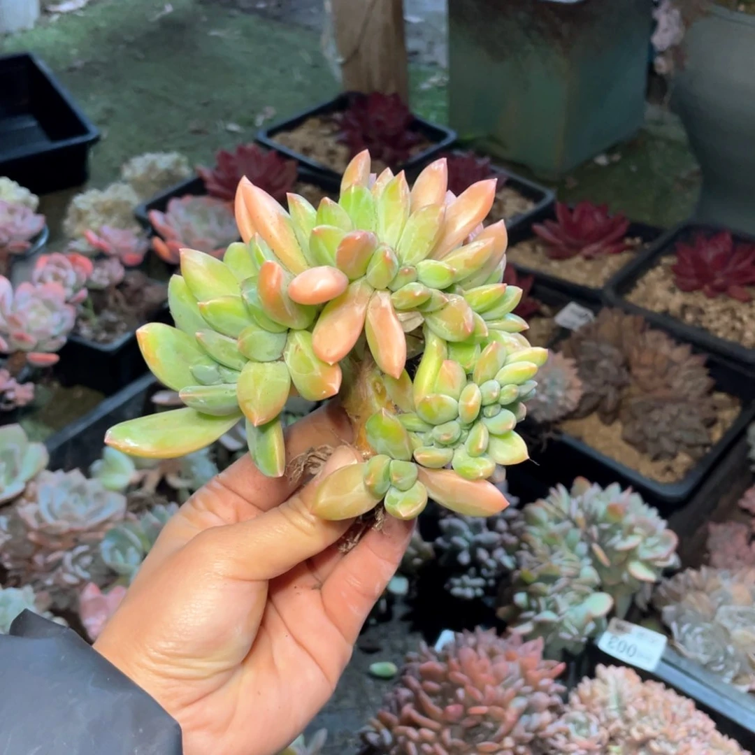 【闪购商品】当前无花栽培后可以开花海洋缀