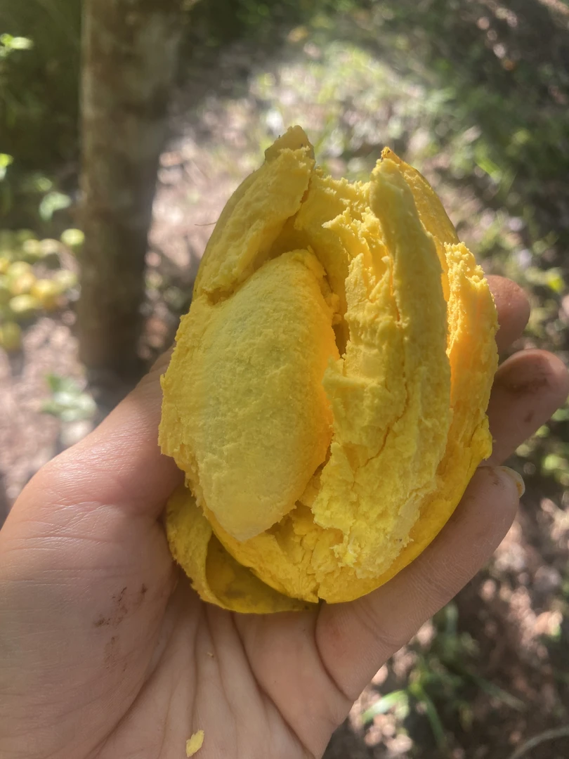 西双版纳农家鸡蛋果