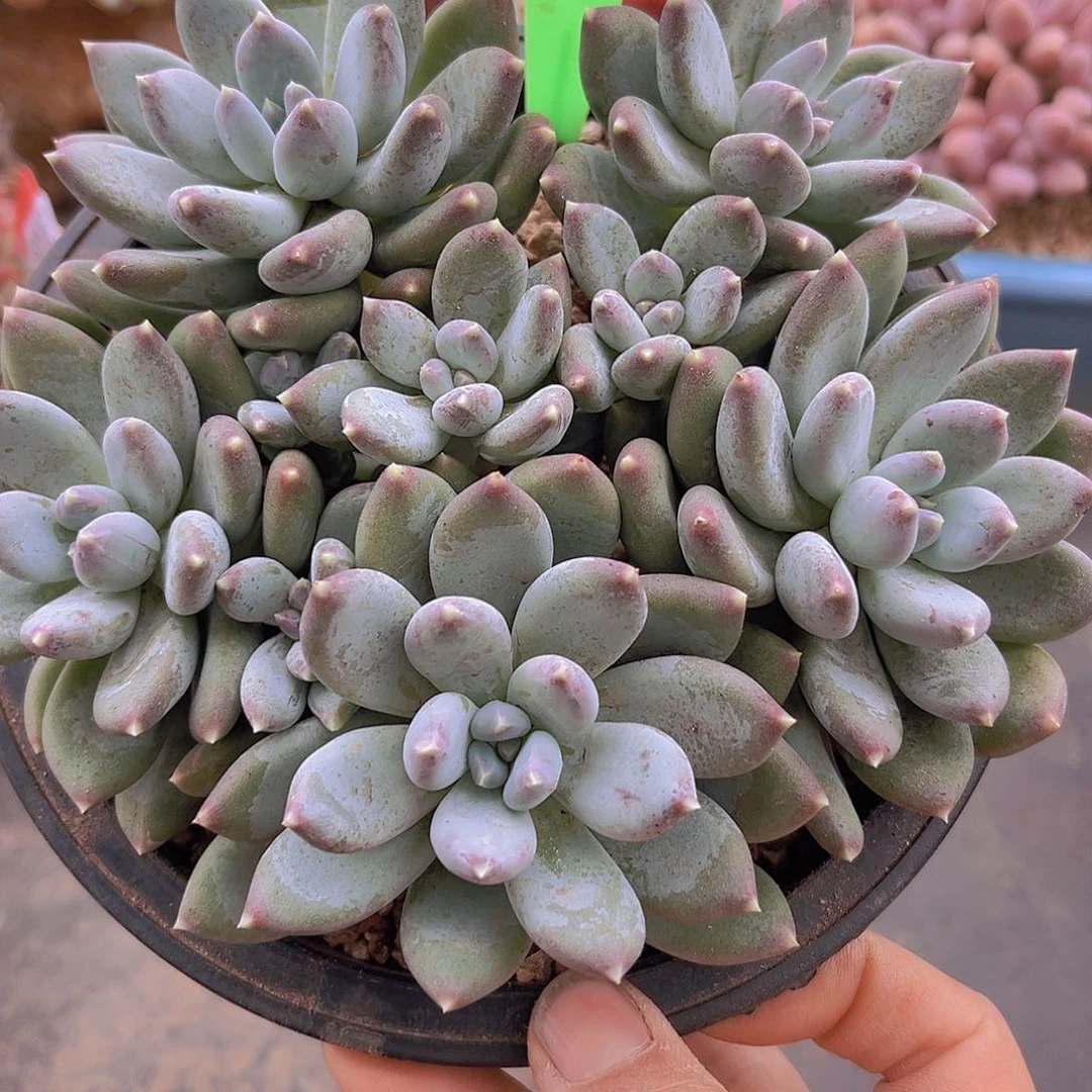 9741松果美人多肉植物