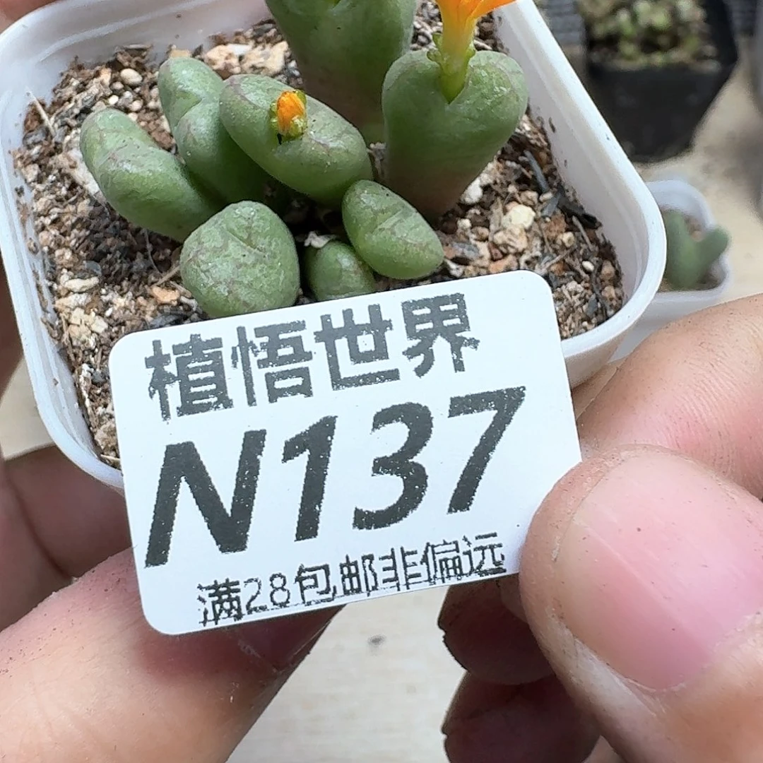 多肉植物的润泽法v