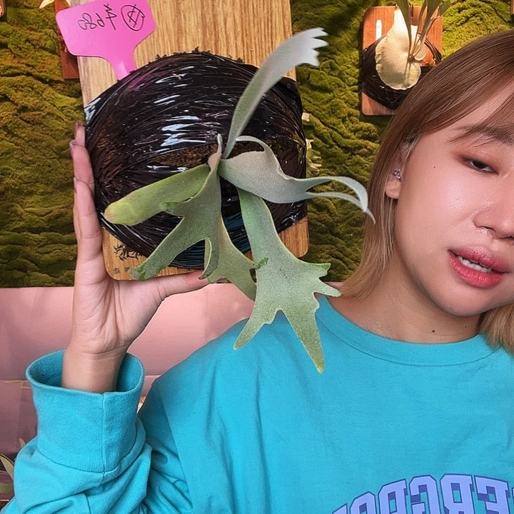 不开花植物sarawut 蓝皇后