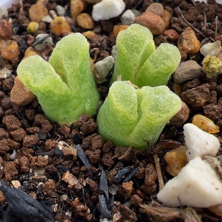 852多肉植物种类多样