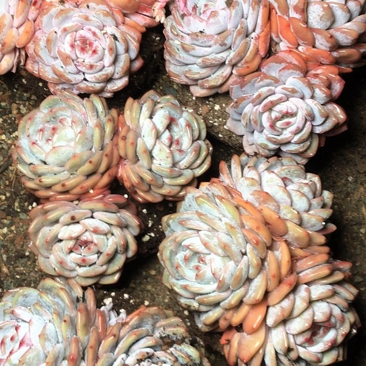 11////////////////////