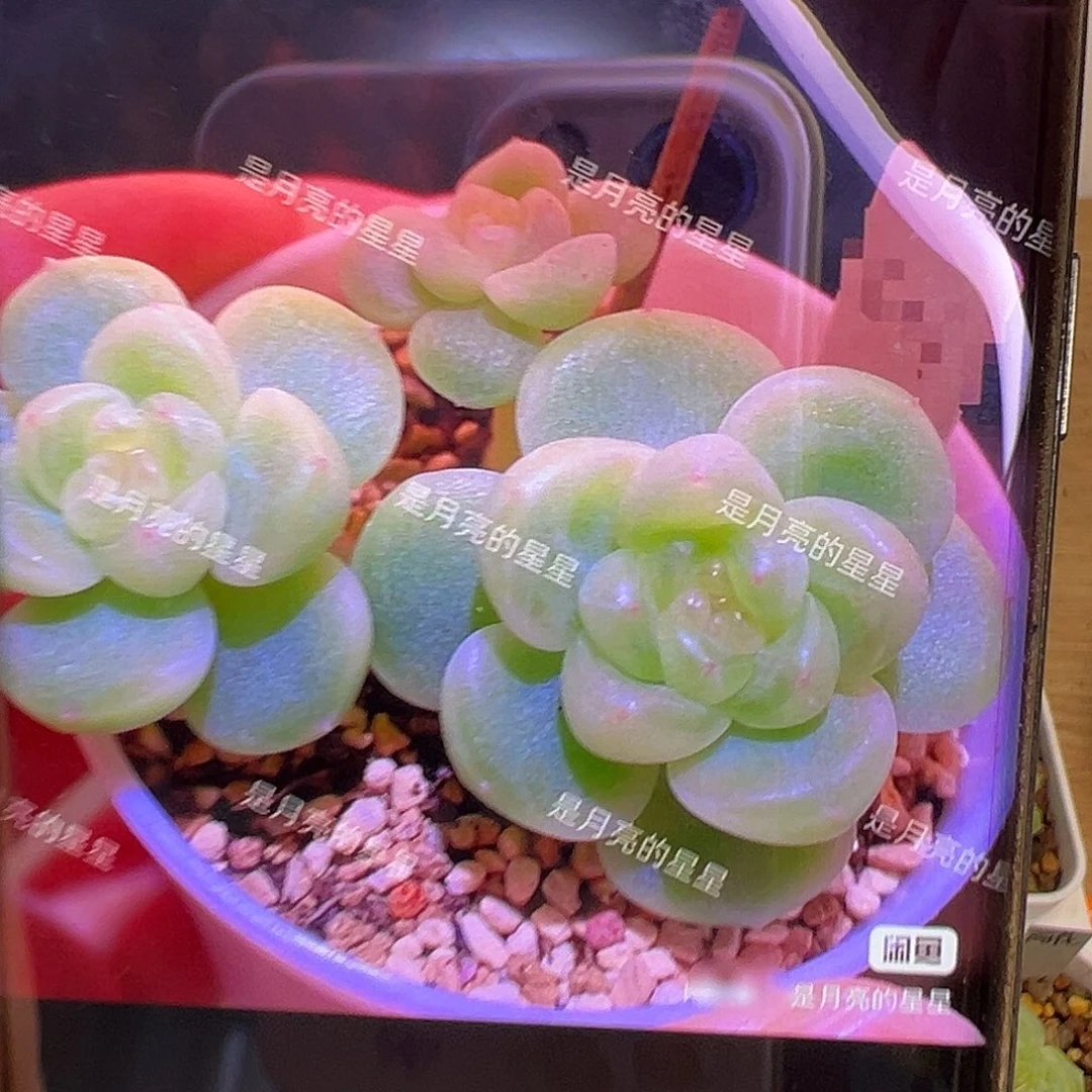 Pc11财富密码状态图。