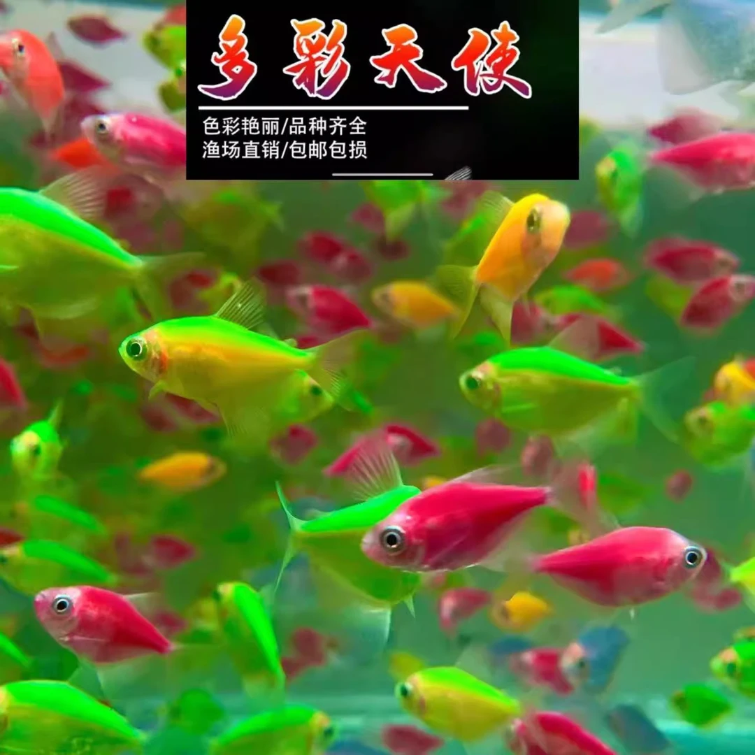 【群游灯科组合】多彩天使黑尾大勾黄金胡子多色鼠鱼多种选项组合