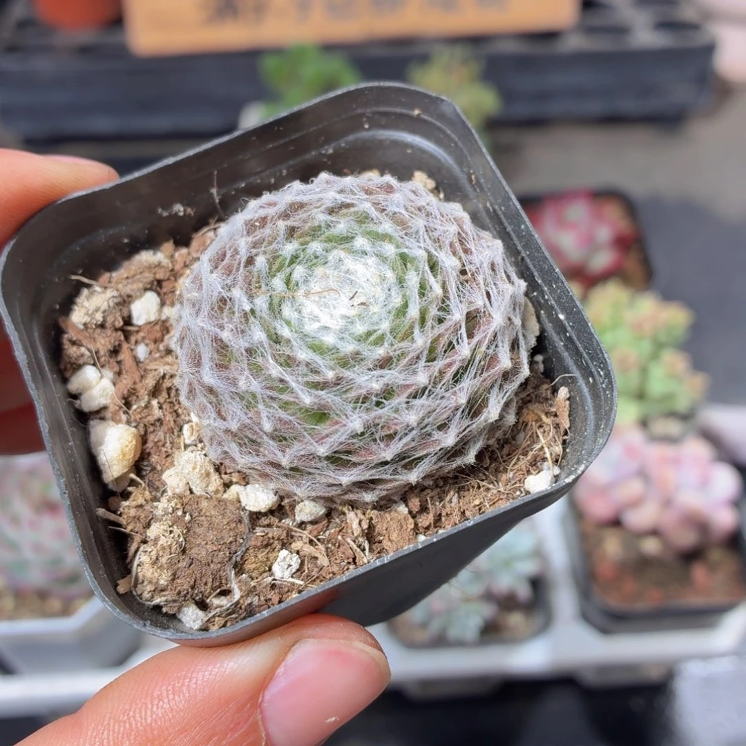 蛛丝卷卷多肉9.9包邮发货