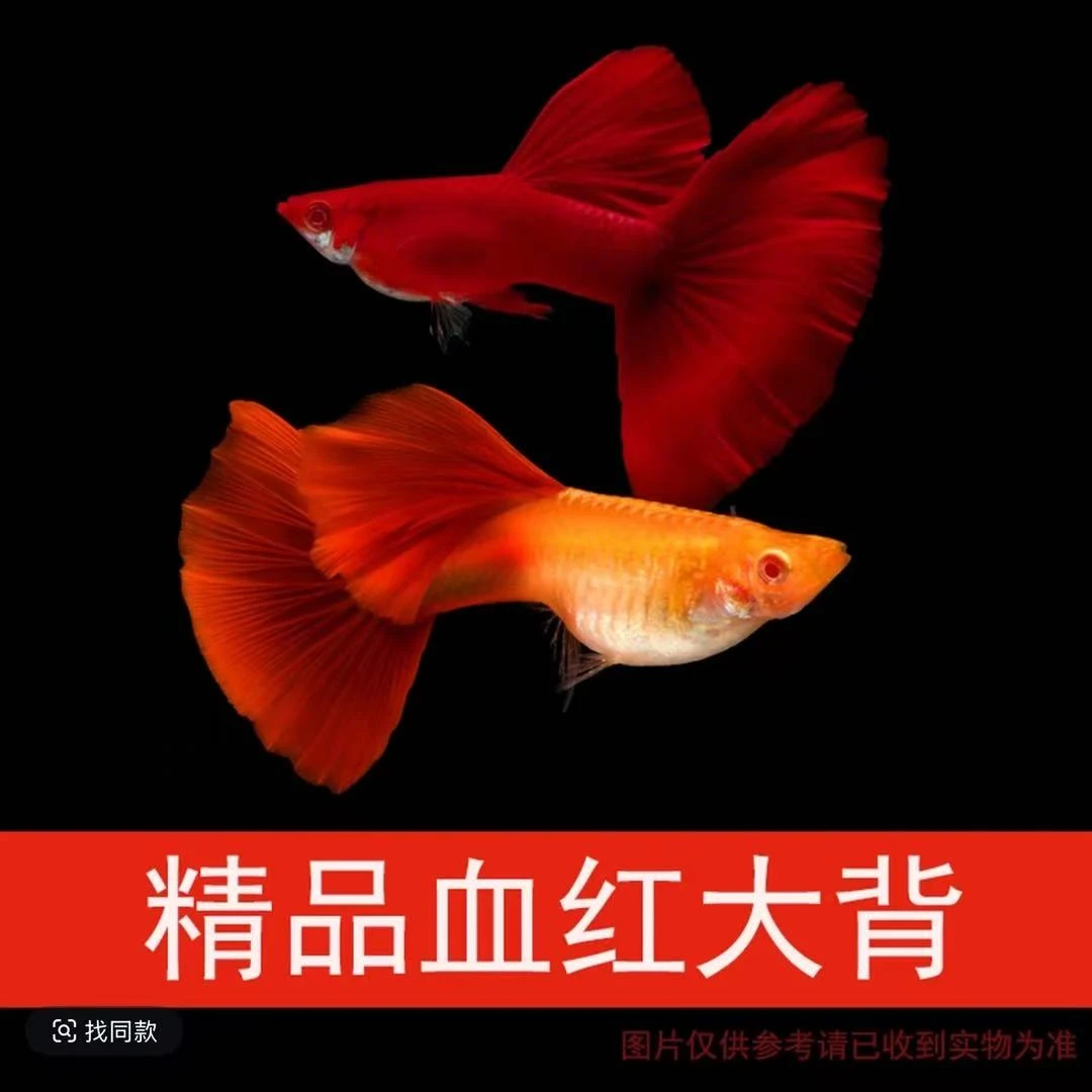 美系血红大背孔雀鱼经典品系观赏鱼好养耐活易繁殖