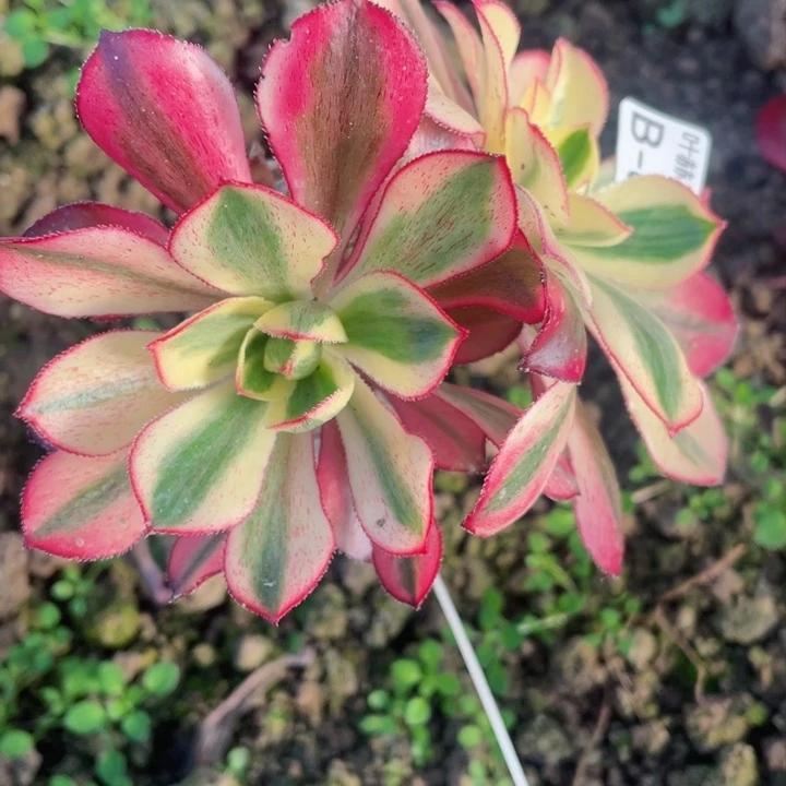 58魅影有砍多肉12345678