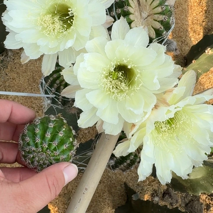 272彩草176歪无根侧牙4公分左右