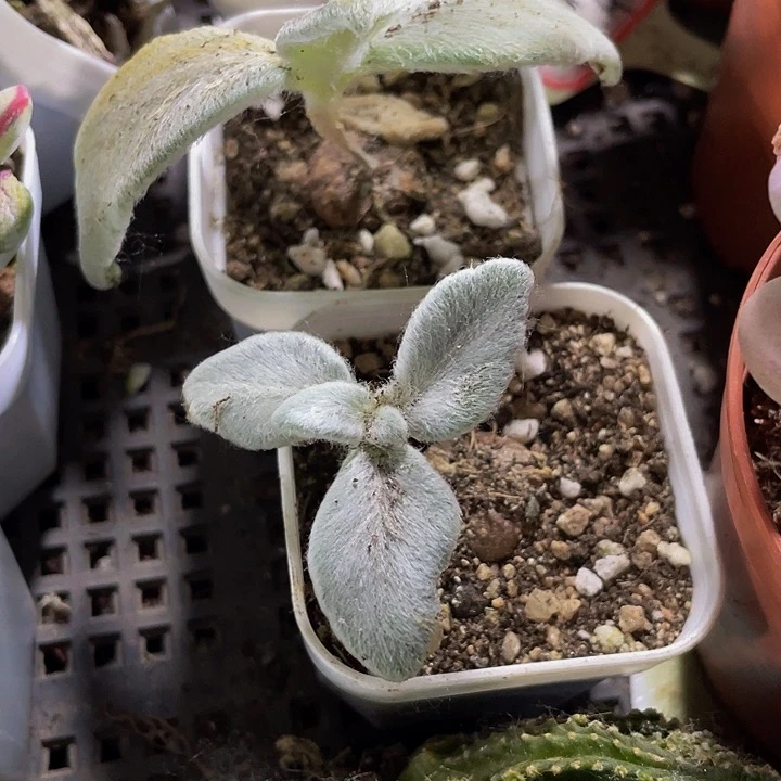 断崖女王带盆土发