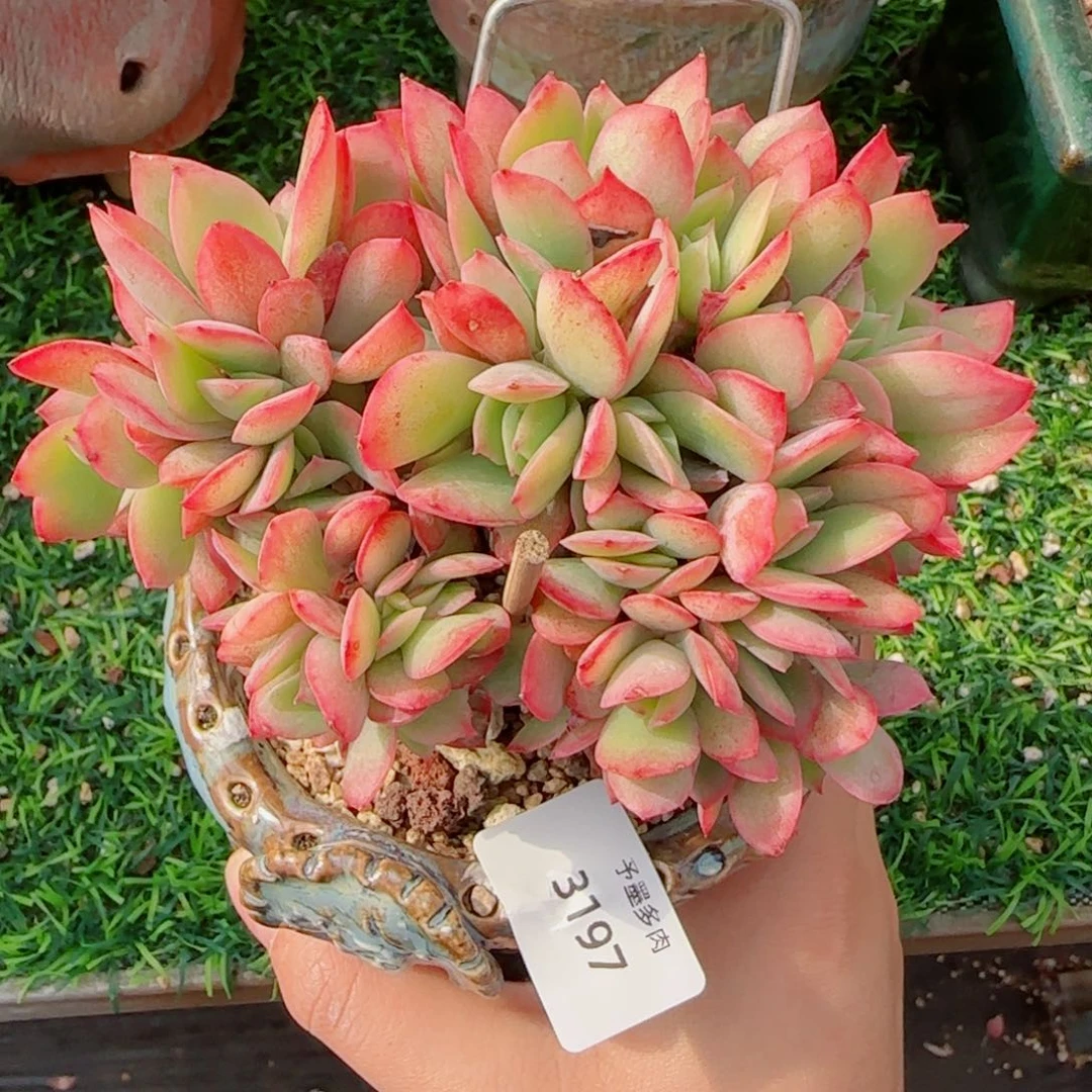 绮罗，3197多肉植物