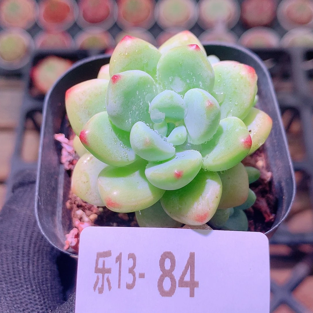 乐然13-84 罗琦 不包整