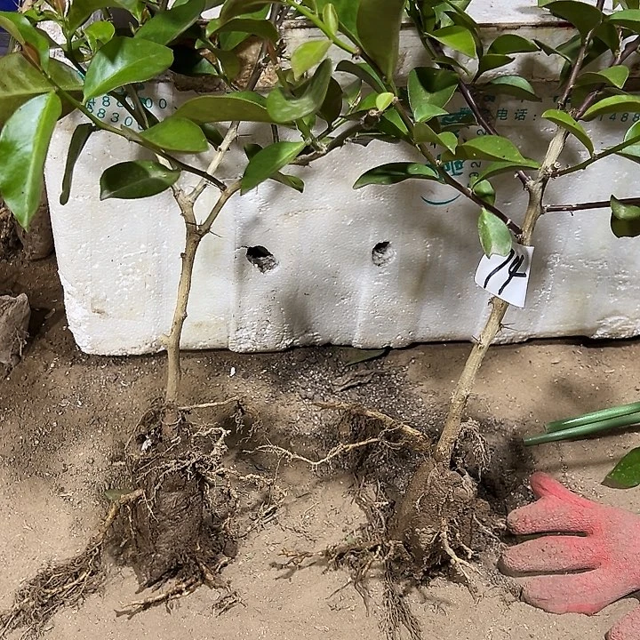 矮的树型叶仙两颗编号74
