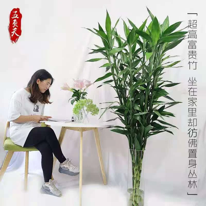 云南富贵竹水培花卉绿植物室内净化空气好养直播间办公室盆栽摆件