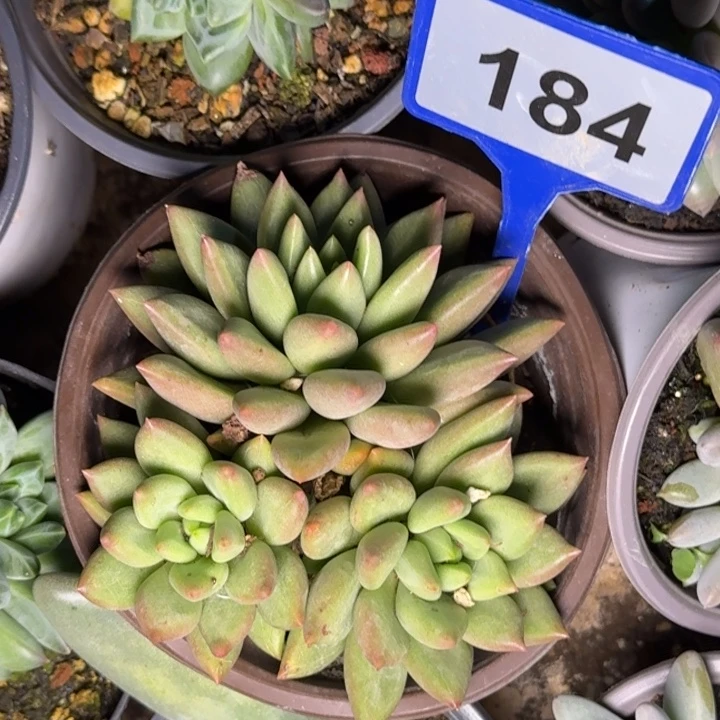 多肉植物米其林184
