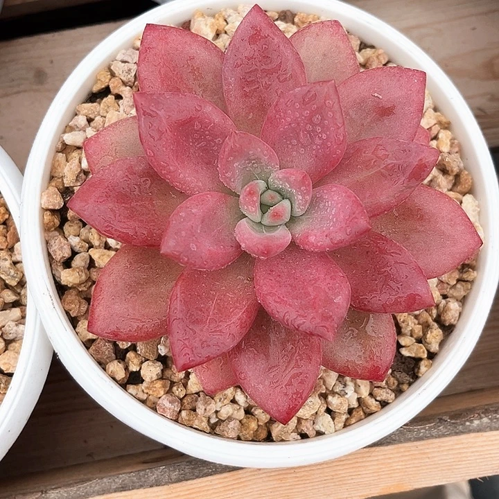 贺菲斯托13号码牌子