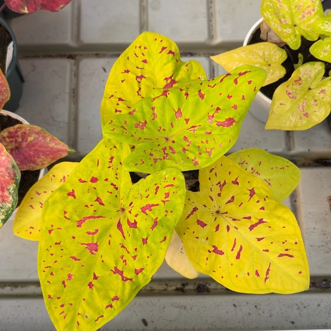 雨打芭蕉泰国彩叶芋93-1219