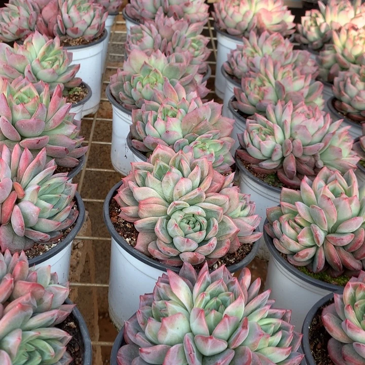 群生红鸾多肉植物两单包邮