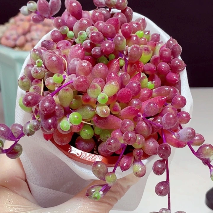 紫玄月样品1颗带盆发货10