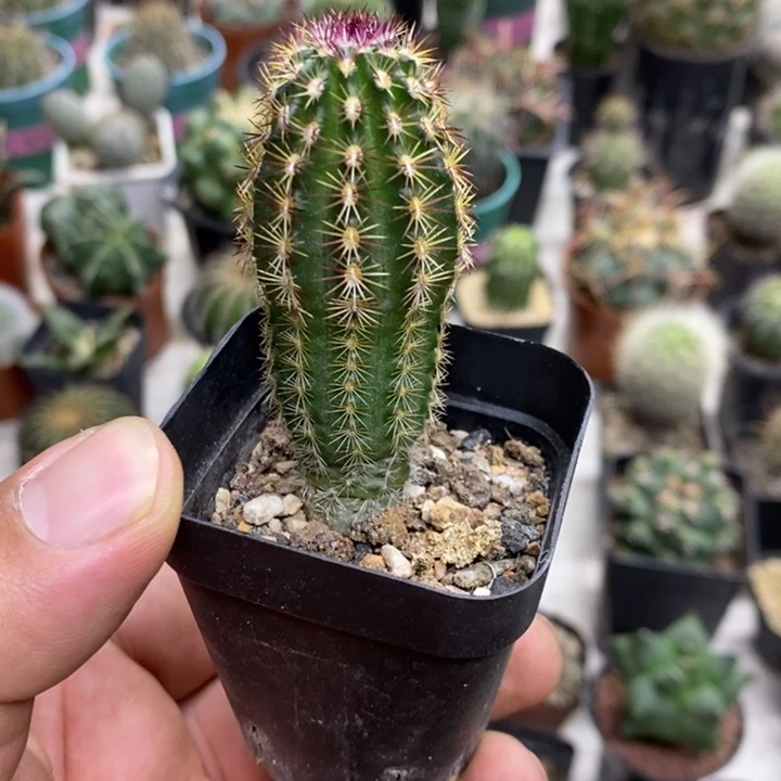 实生红刺青花虾特价