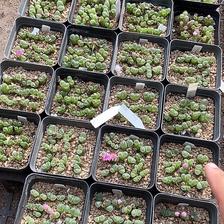 26525韩版骚粉一盒