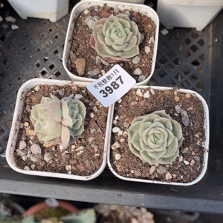 青***梦阿雅园艺。       3987