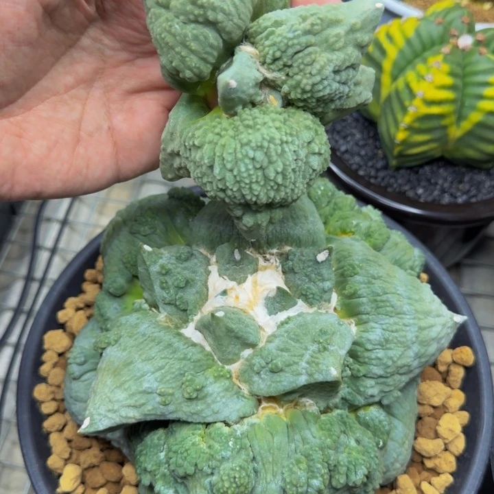 蓝巨人外星怒基因