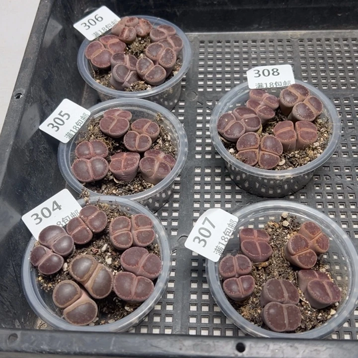 【闪购商品】ko5颗双头净窗 量拍。