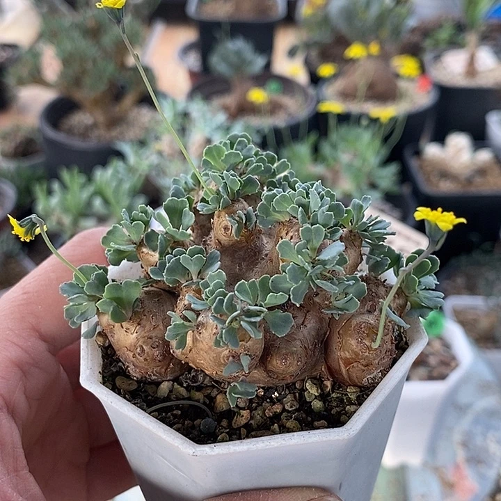 360大格加一一一一一一一一