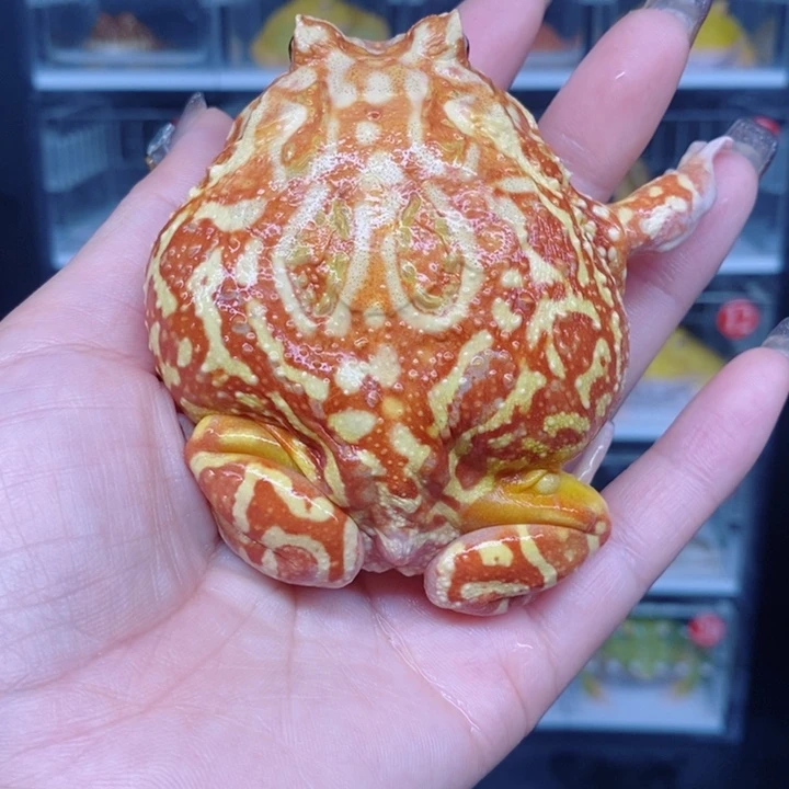 角蛙恭喜发财大吉大利